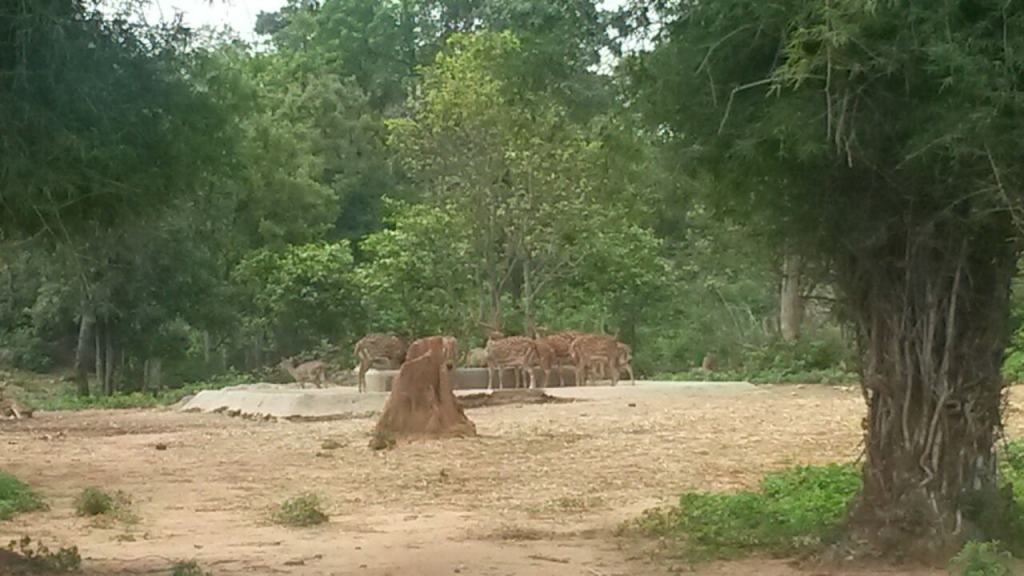 Deers