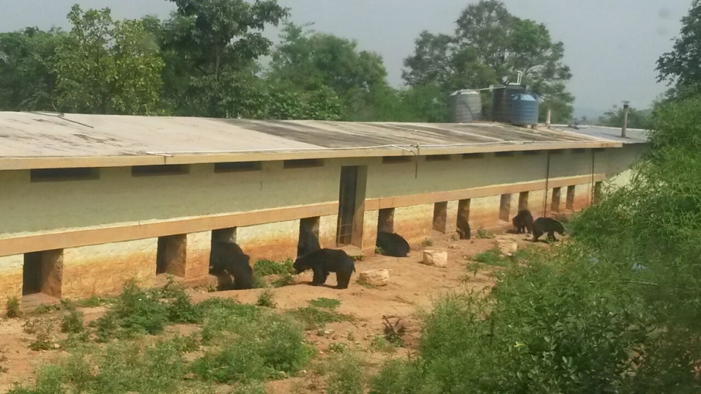 Baby bears