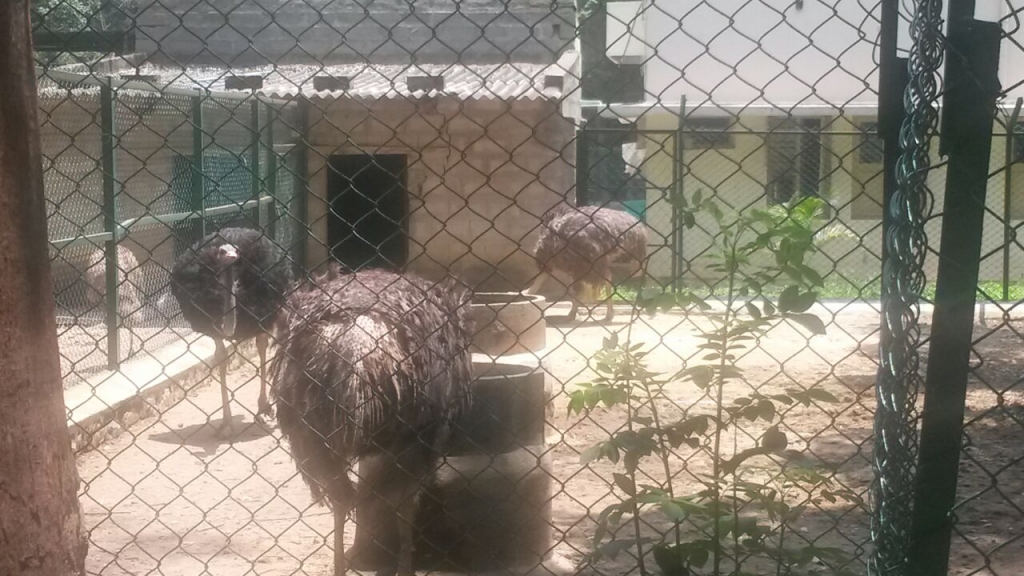 Ostriches