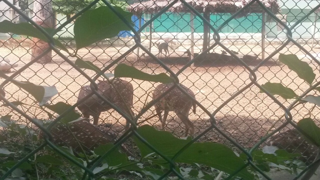 Deers