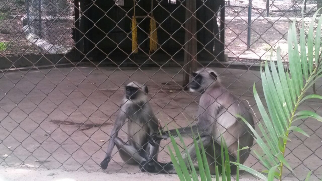 Some species of Monkey