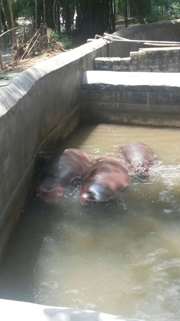 Hippos
