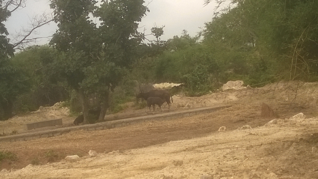 Nilgai