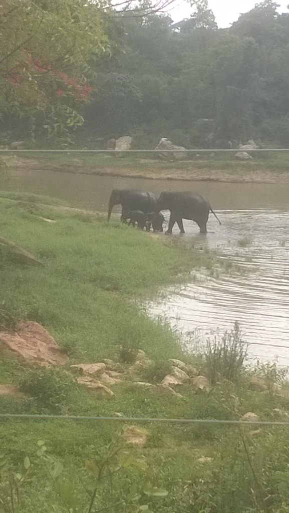 Happy Elephant Family