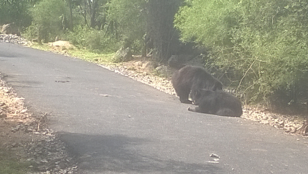 The bears at the side of the road
