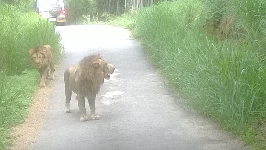 Look at us, the king of the jungle.
