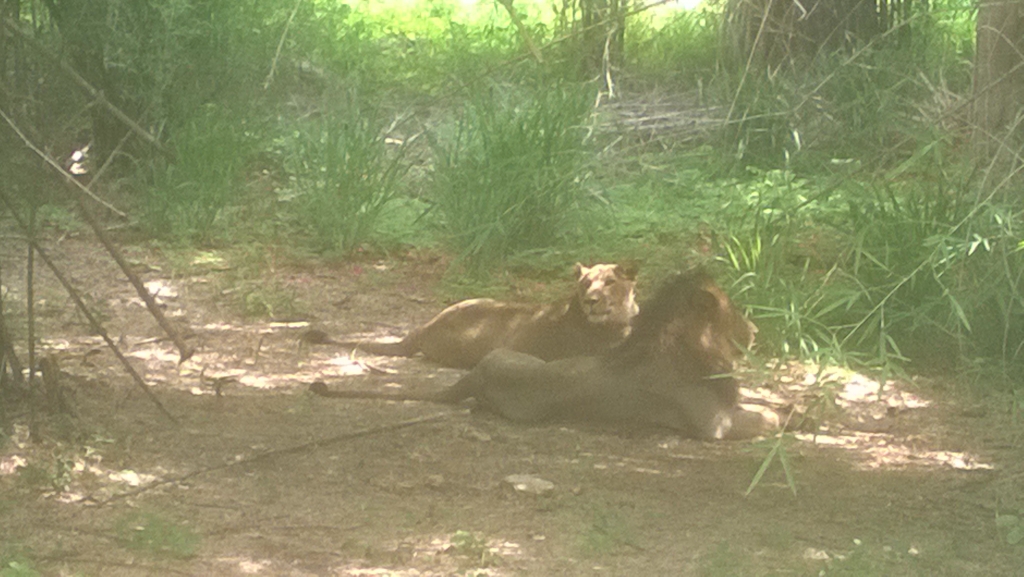 The lion and lioness, in no mood to pose.