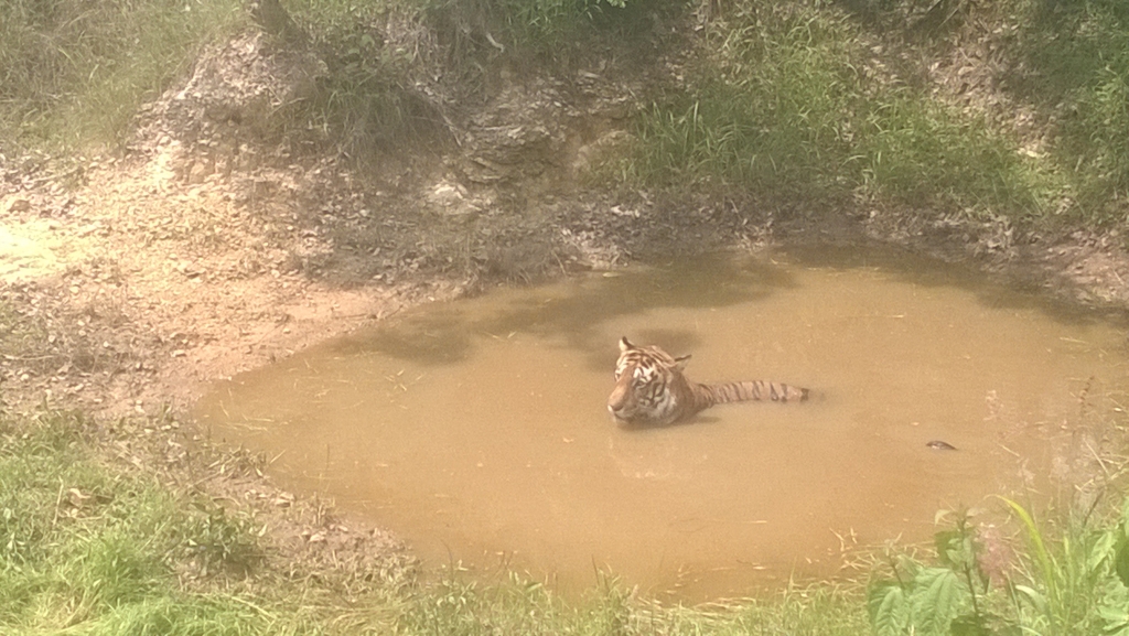 Tiger enjoying his bath