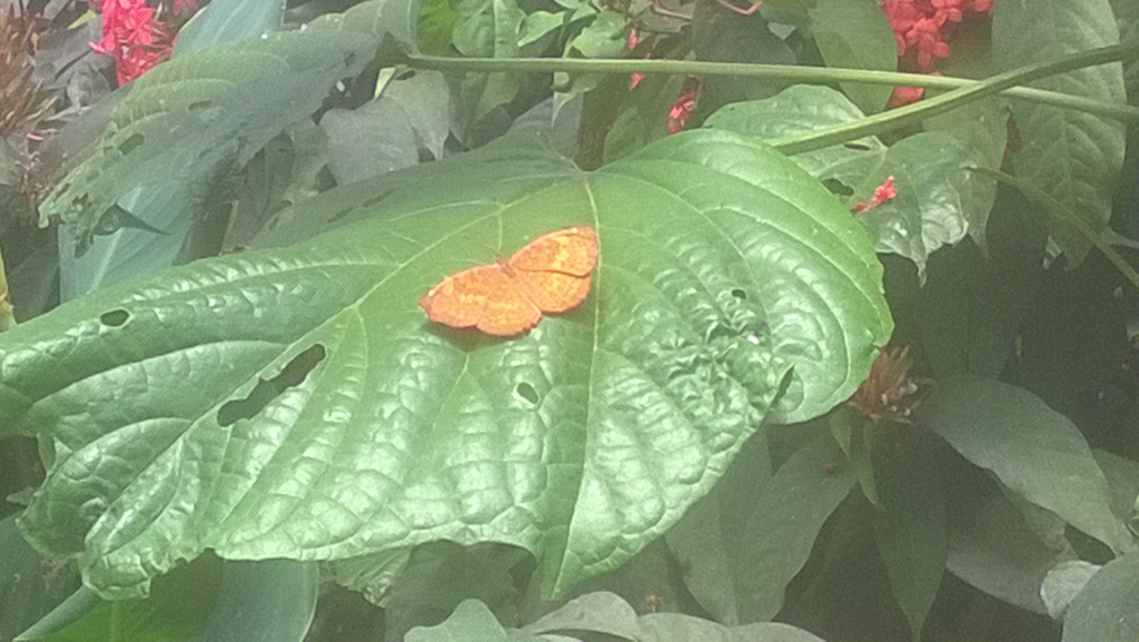 Inside butterfly park