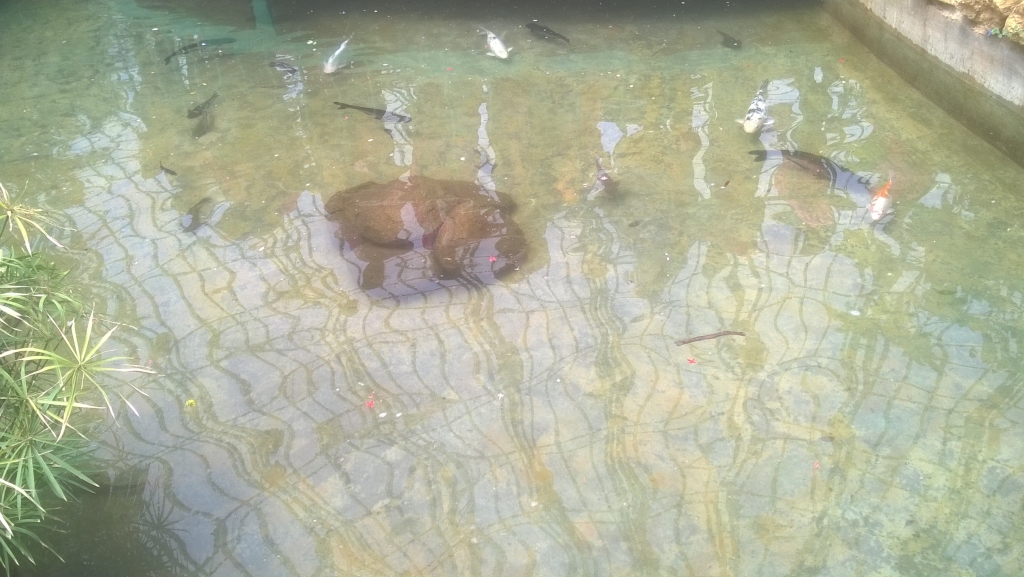 The pond in butterfly park