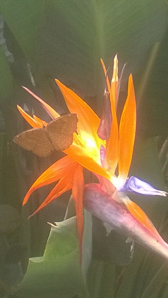 Inside Butterfly Park