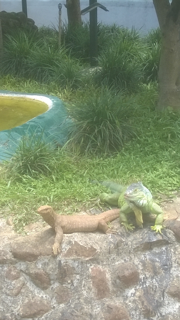 Iguana Green