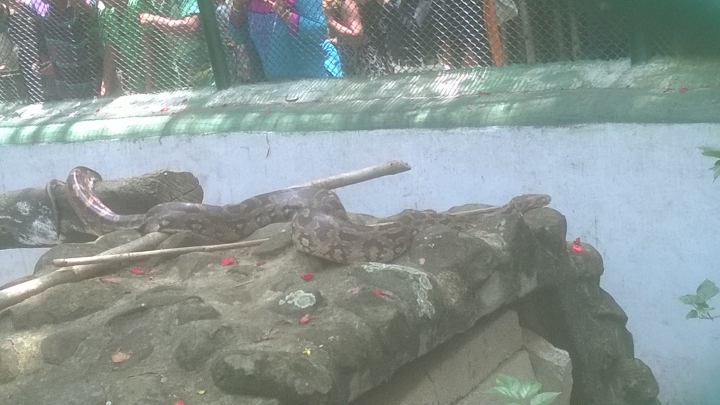 King Cobra