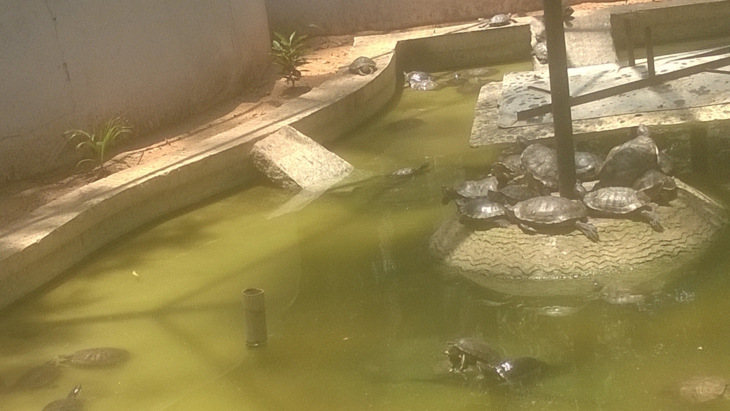 More turtles