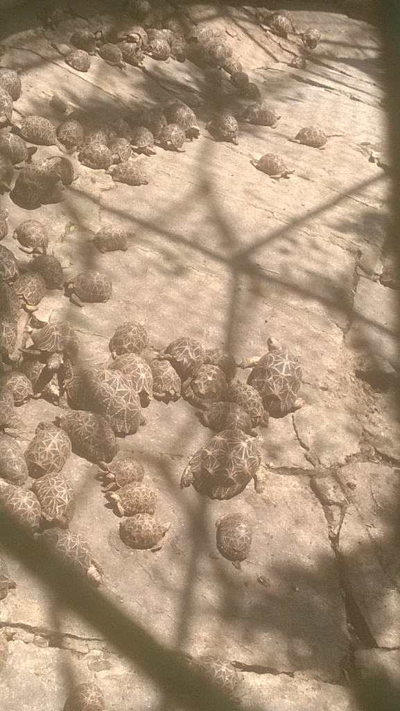 Turtles