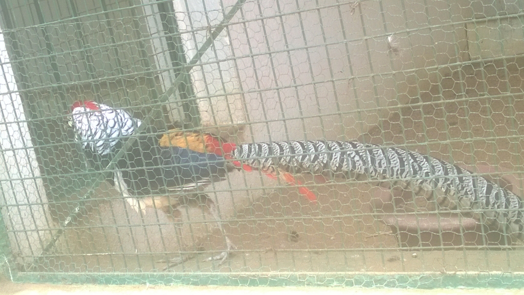 Colorful Rooster